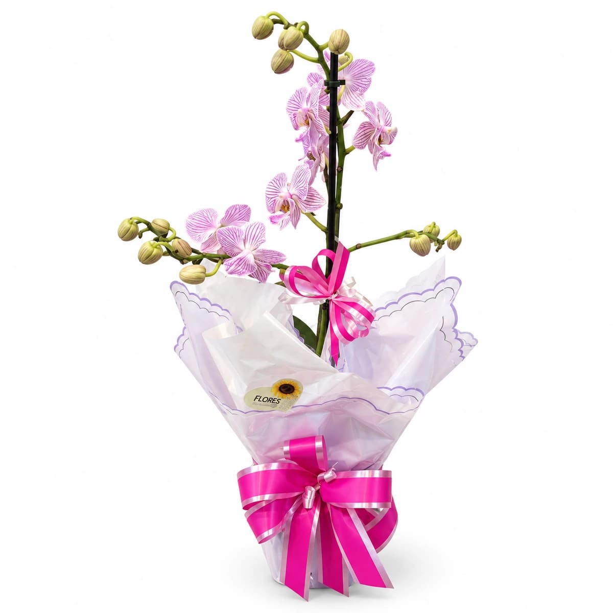 Orquídea Média 1 haste