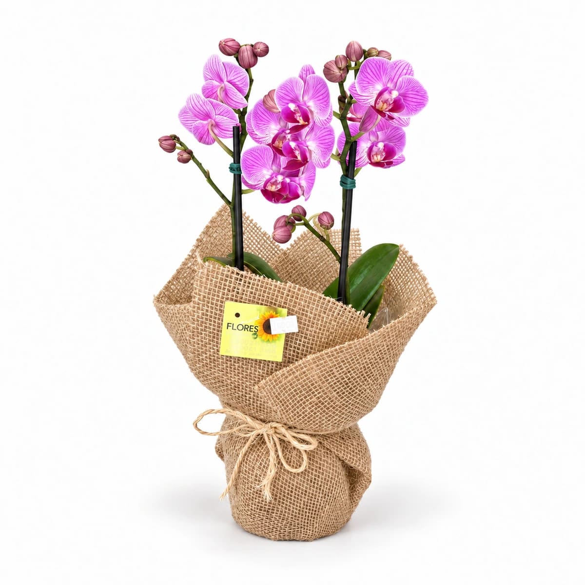 Orquídea Pequena 2 hastes