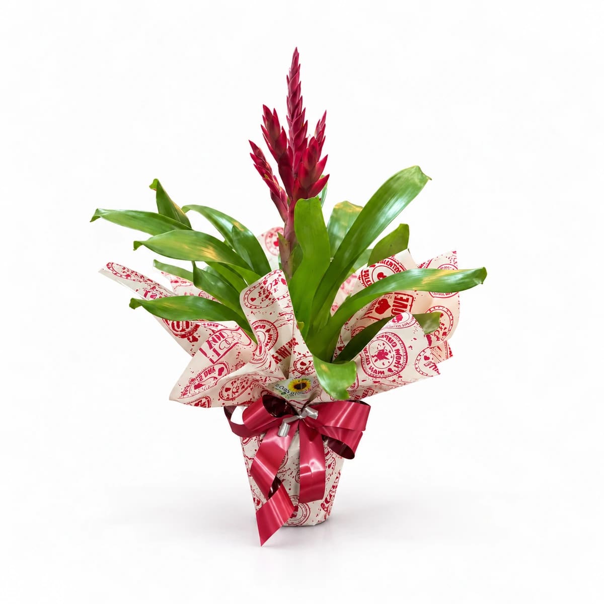 Bromélia em Vaso G
