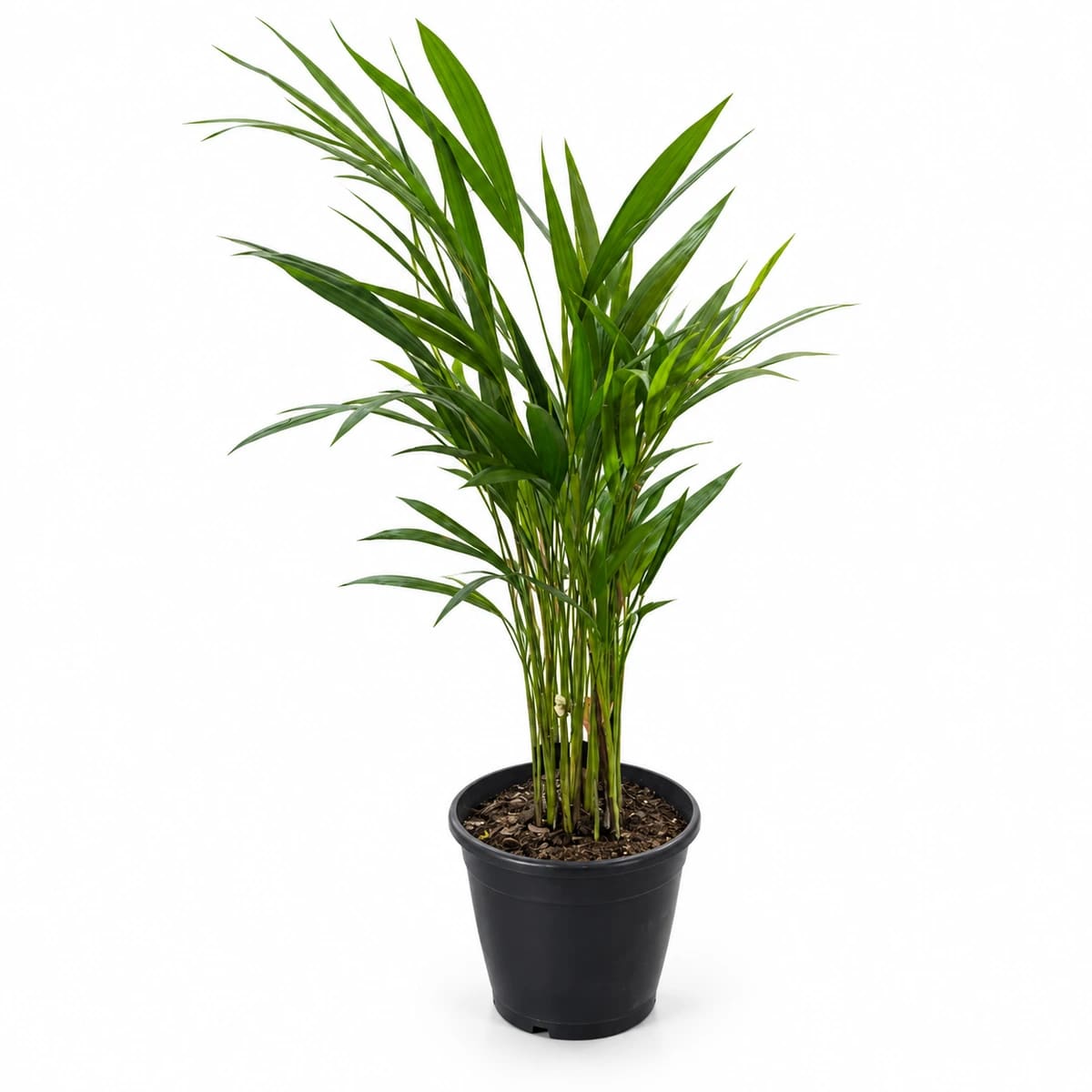 Palmeira Ráfia Grande