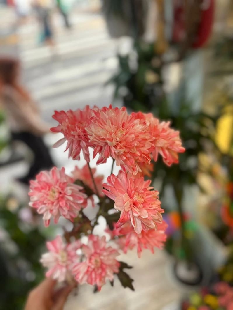Galho de Crisântemo Rosa (unidade)