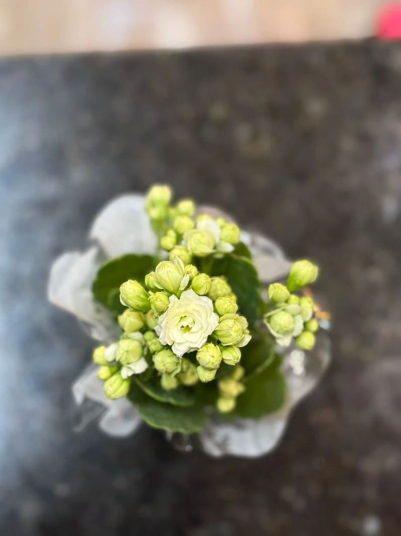 Mini Kalanchoe Decorada