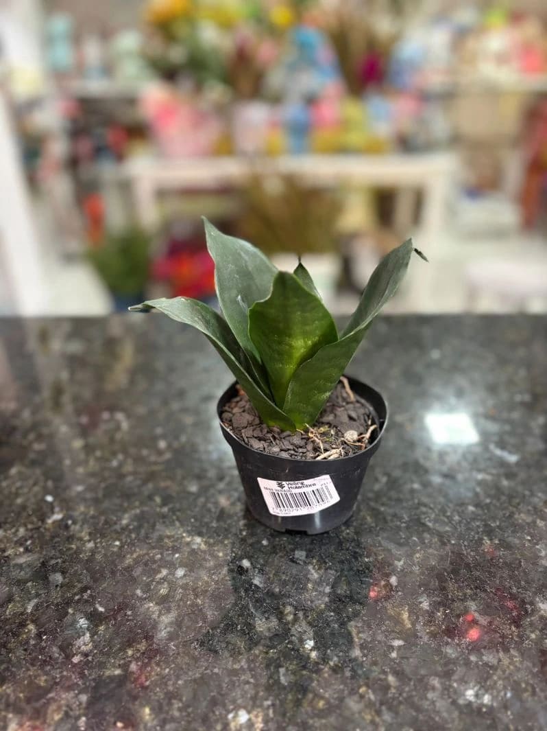 Mini Lança Plantada