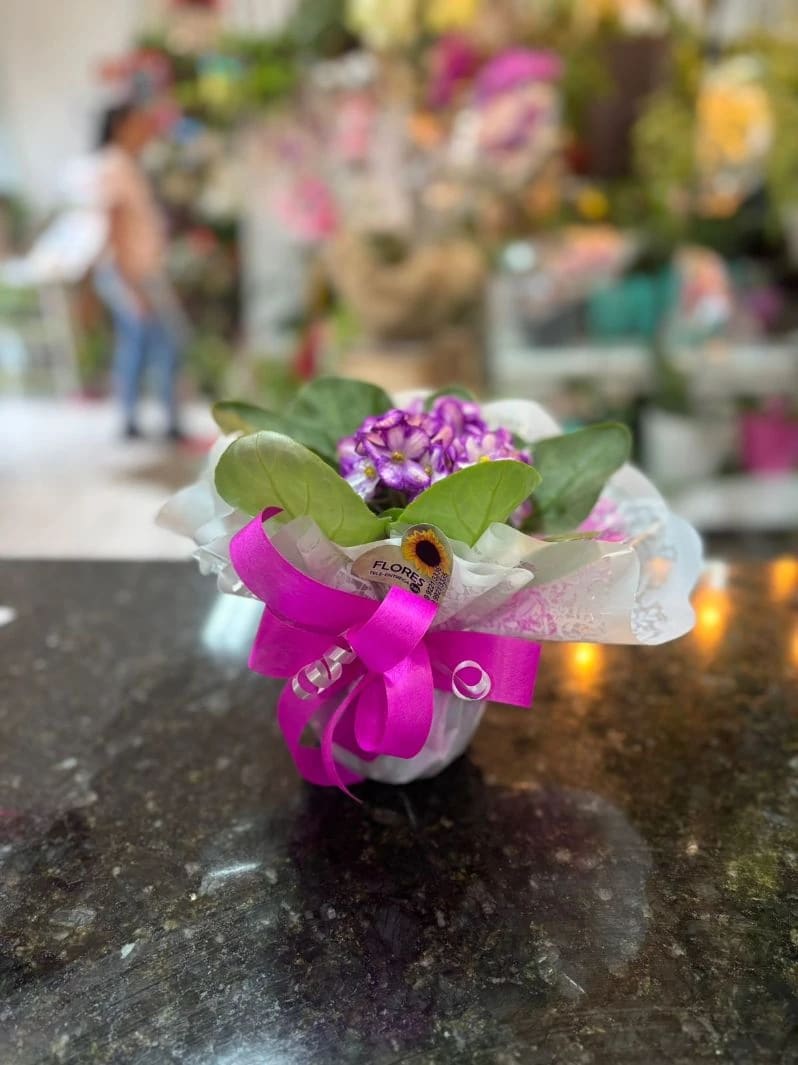 Violeta em Vaso