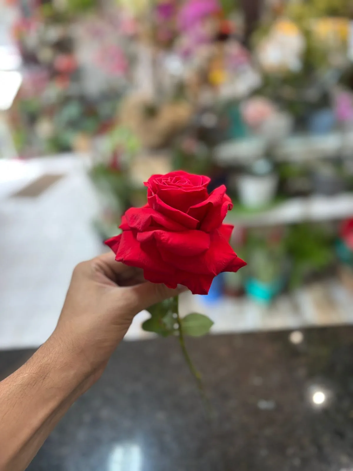 Rosa Importada vermelha (Galho sem decorar)